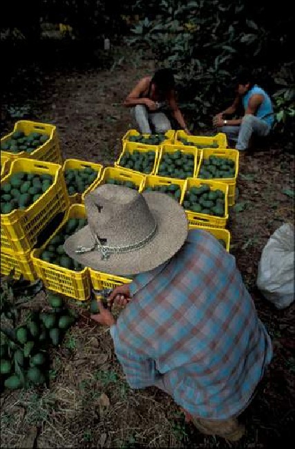 Avocado fruit of the Aztecs 