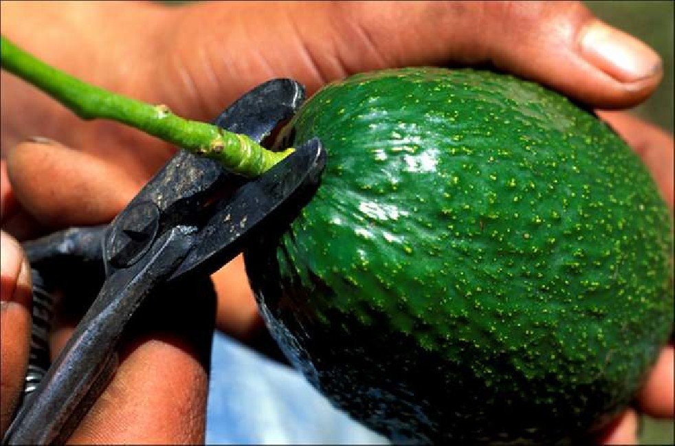 Avocado fruit of the Aztecs 