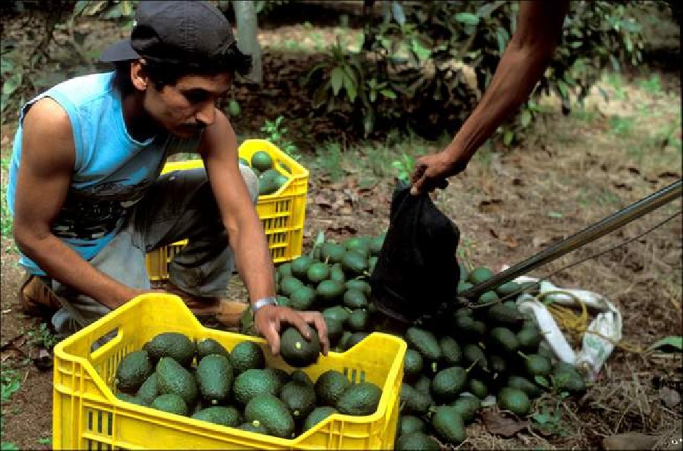 Avocado fruit of the Aztecs 