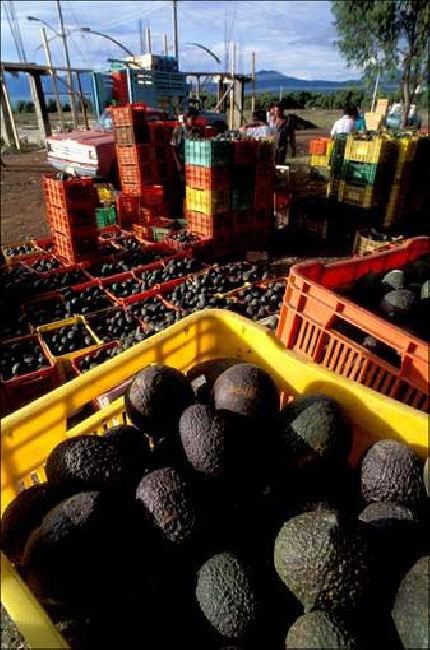 Avocado fruit of the Aztecs 