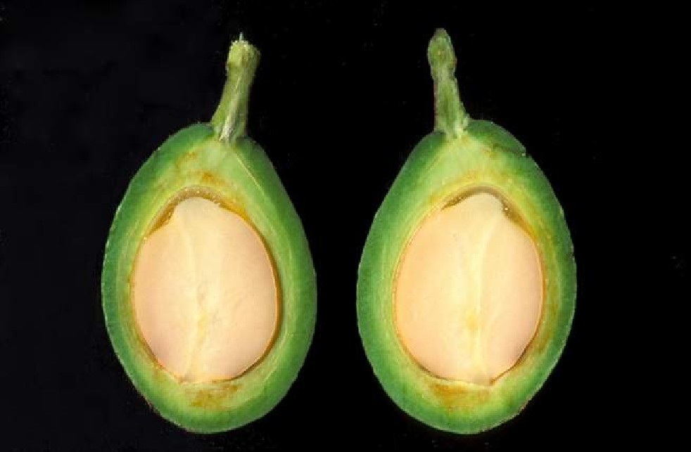 Avocado fruit of the Aztecs 