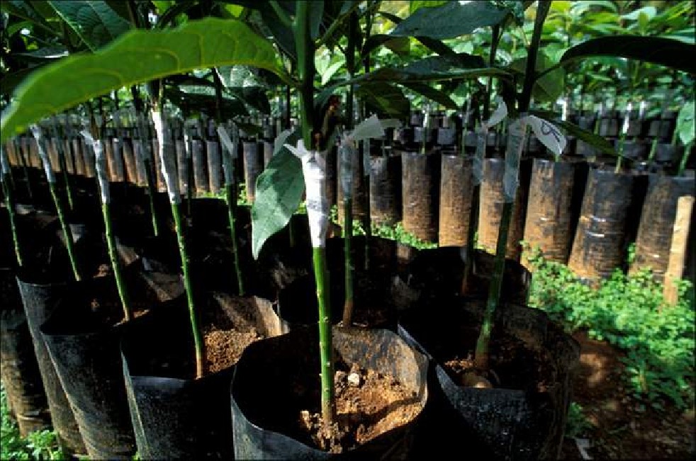 Avocado fruit of the Aztecs 