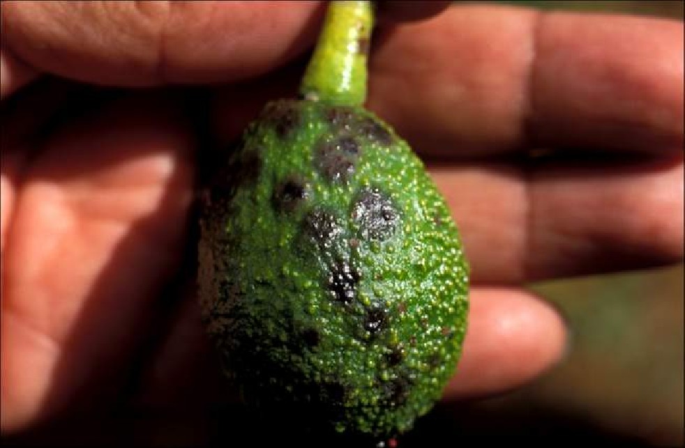 Avocado fruit of the Aztecs 