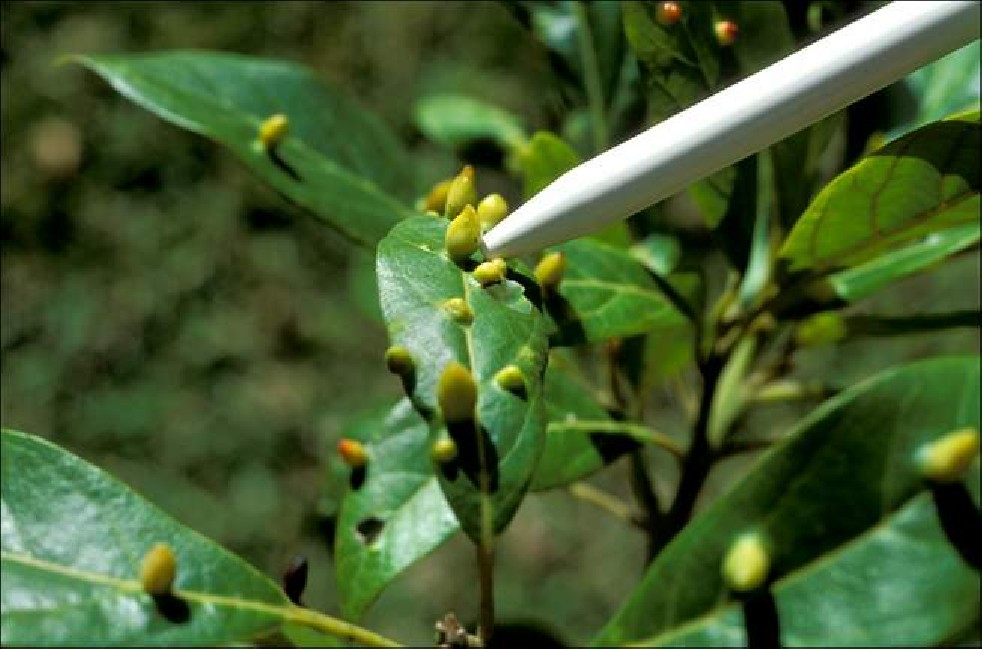 Avocado fruit of the Aztecs 