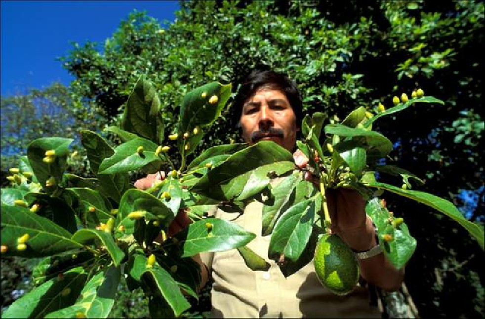 Avocado fruit of the Aztecs 