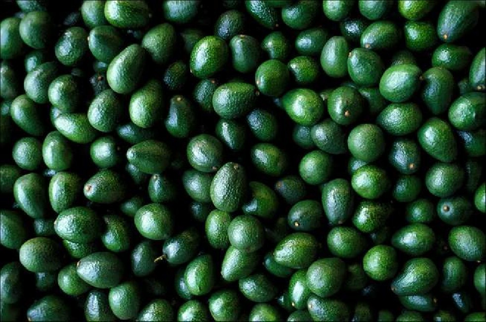 Avocado fruit of the Aztecs 