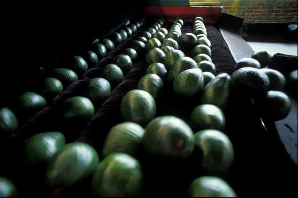 Avocado fruit of the Aztecs 
