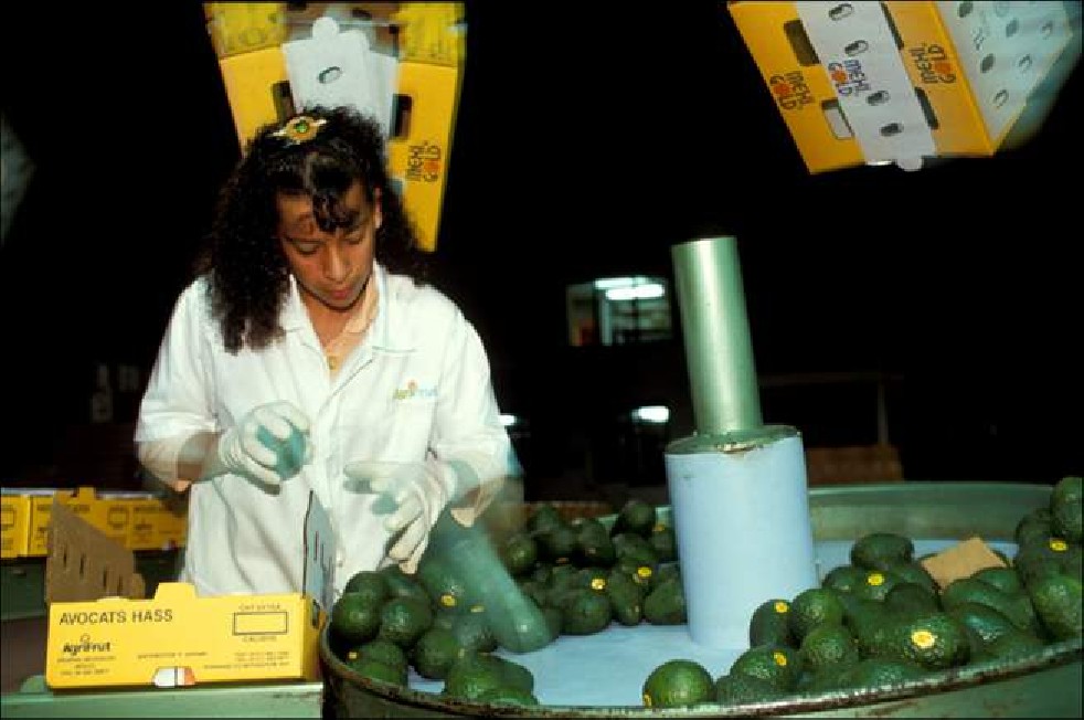Avocado fruit of the Aztecs 