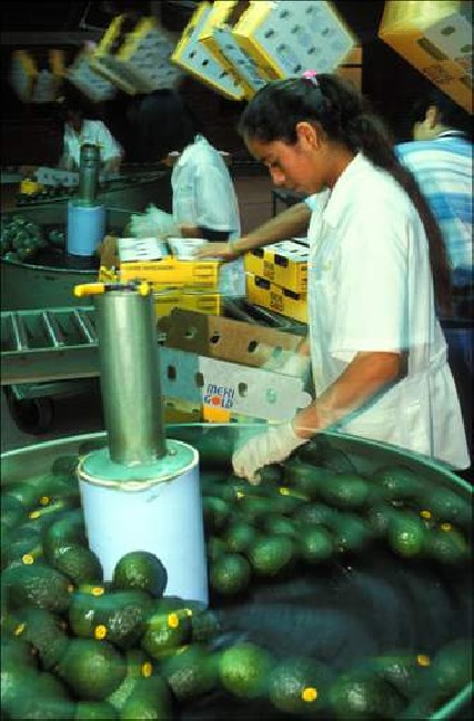 Avocado fruit of the Aztecs 