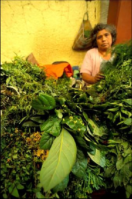 Avocado fruit of the Aztecs 