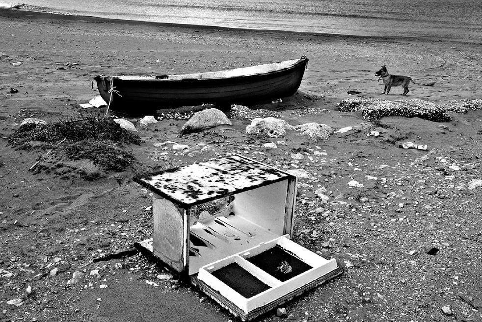 New Wild Sea 