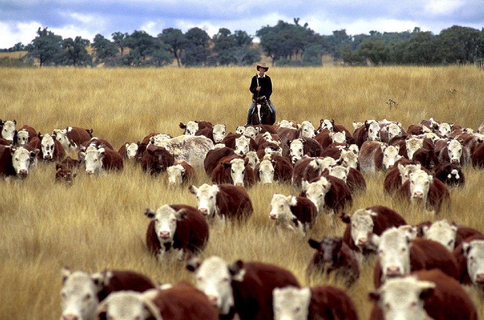 The Stockmen 
