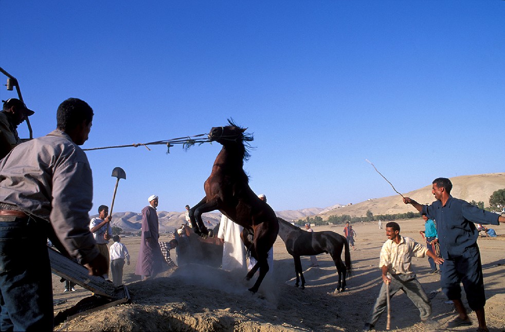 Centaurs Of The Sands 