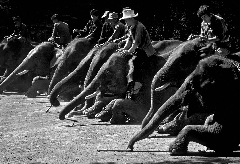 SOS Thai Elephants 