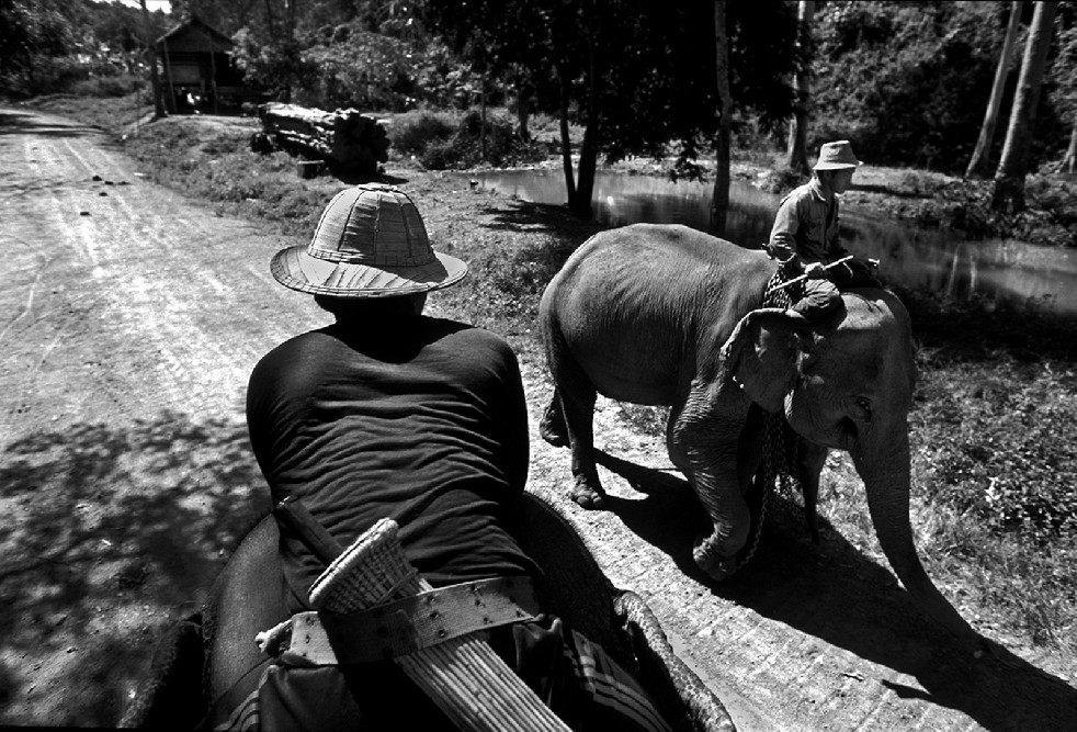 SOS Thai Elephants 