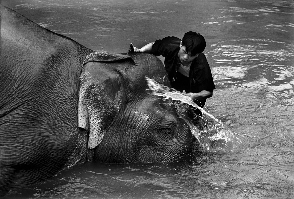 SOS Thai Elephants 
