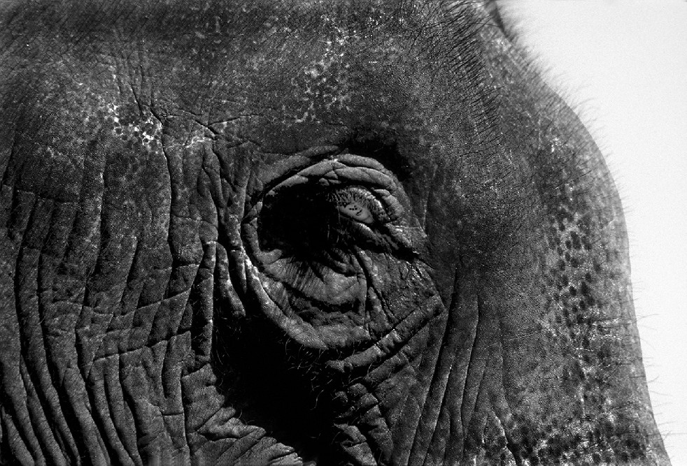 SOS Thai Elephants 