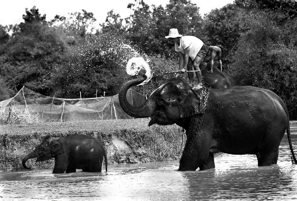 SOS Thai Elephants 