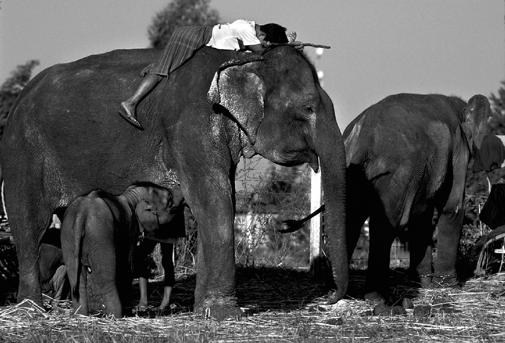 SOS Thai Elephants 