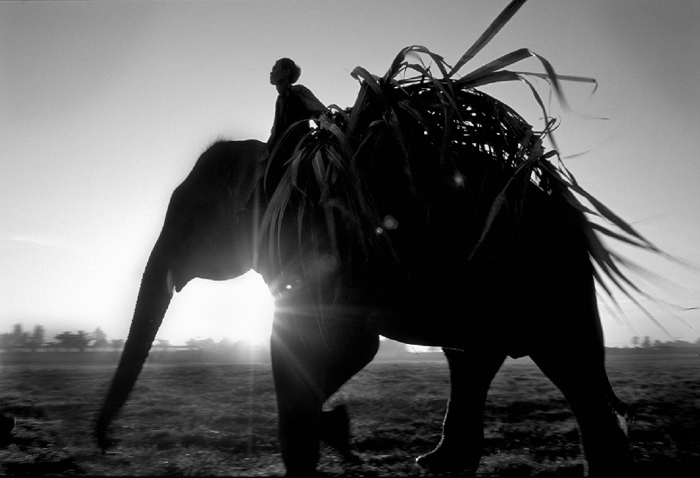 SOS Thai Elephants 