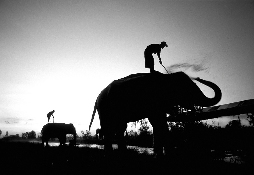 SOS Thai Elephants 