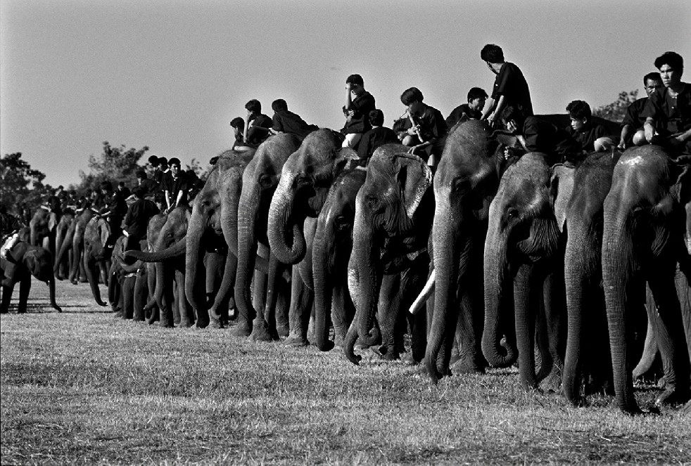 S.O.S Thai Elephants