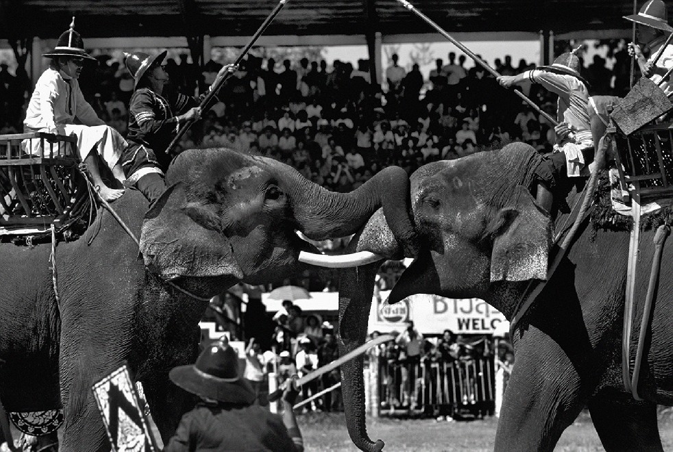 SOS Thai Elephants 