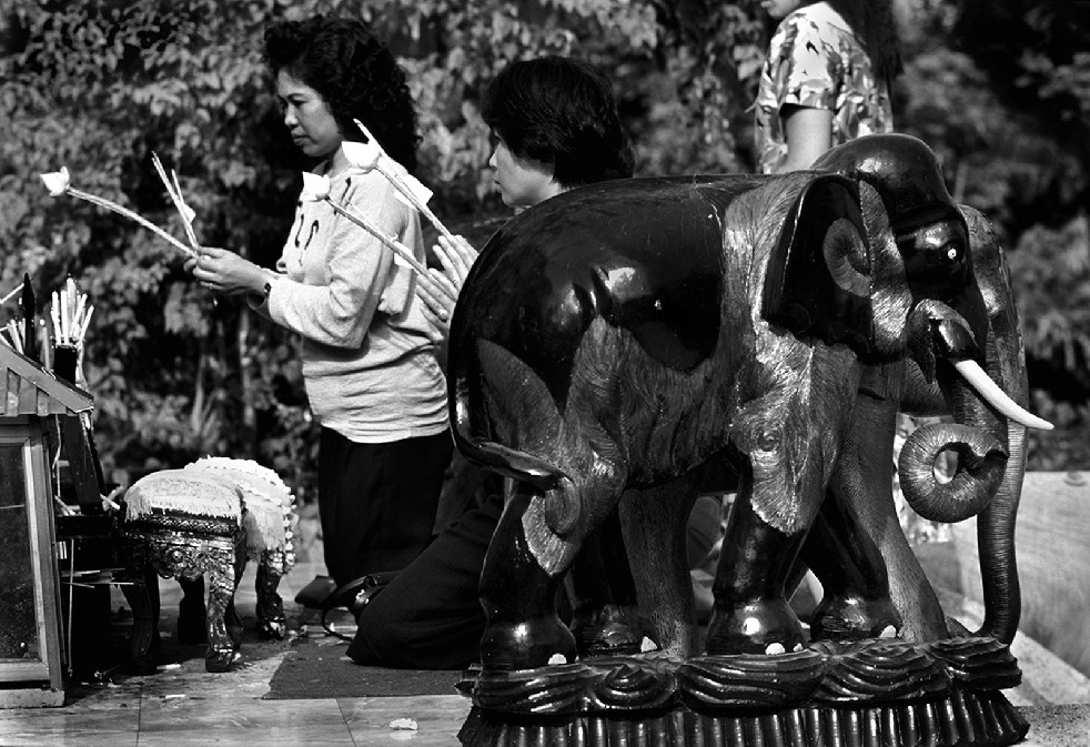 SOS Thai Elephants 