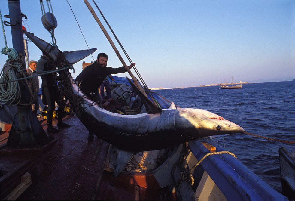 The Samurais Of The Sea 