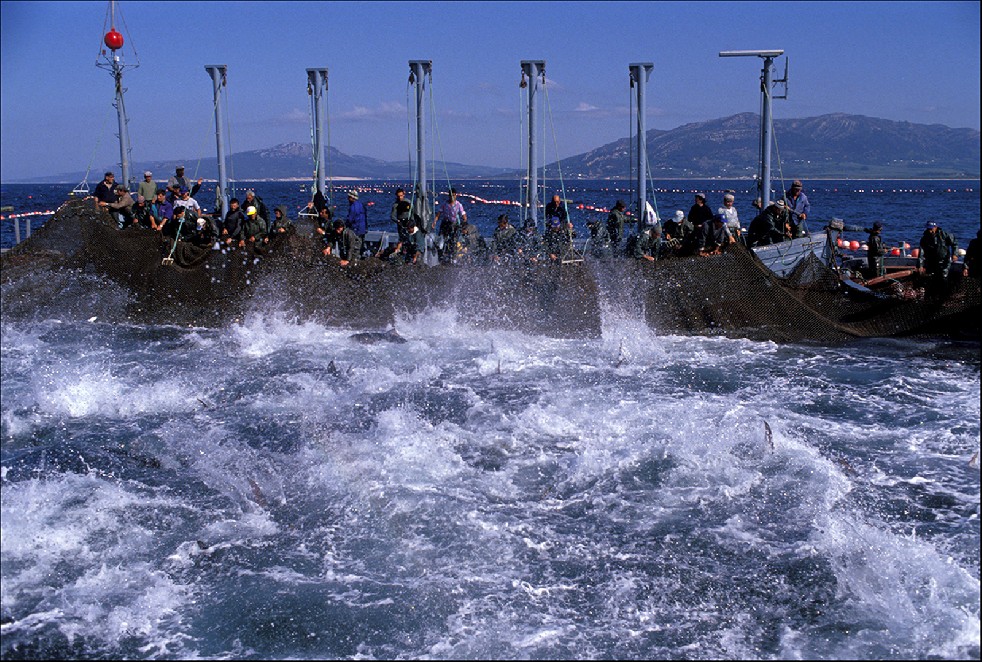 The Samurais Of The Sea 