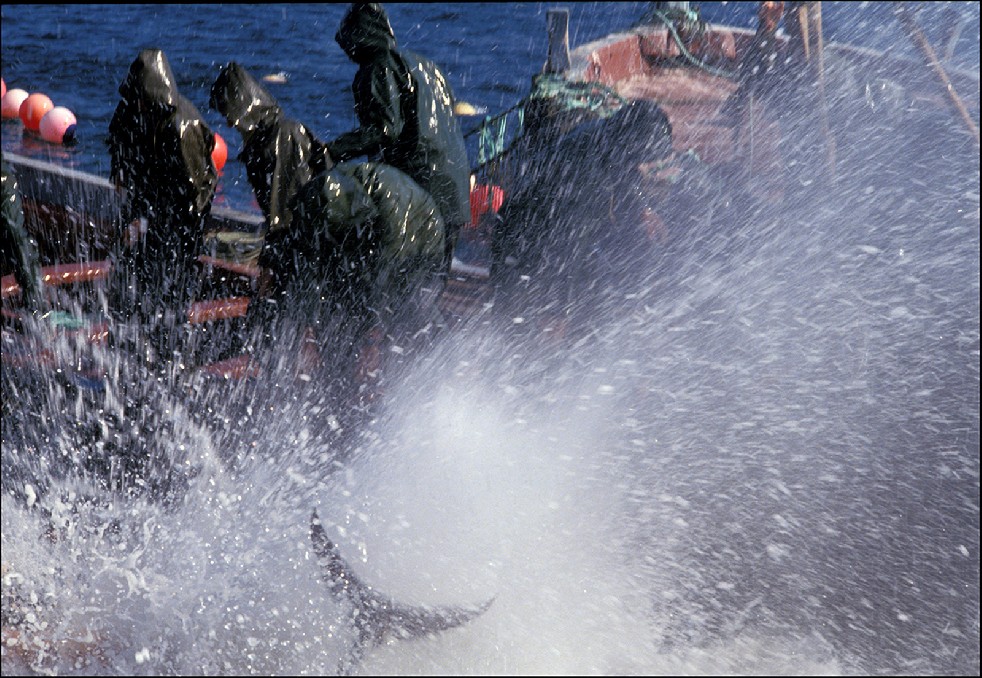 The Samurais Of The Sea 