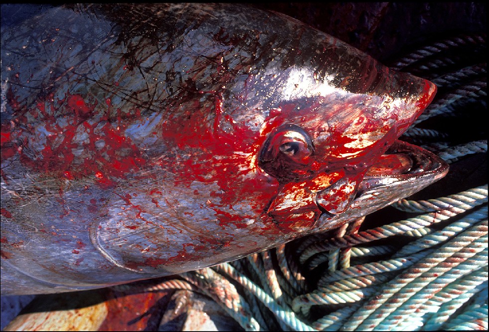 The Samurais Of The Sea 