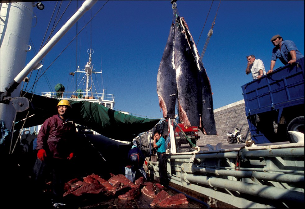 The Samurais Of The Sea 