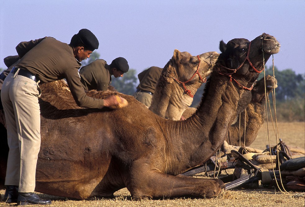 Desert Sentries 