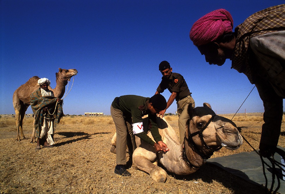 Desert Sentries 